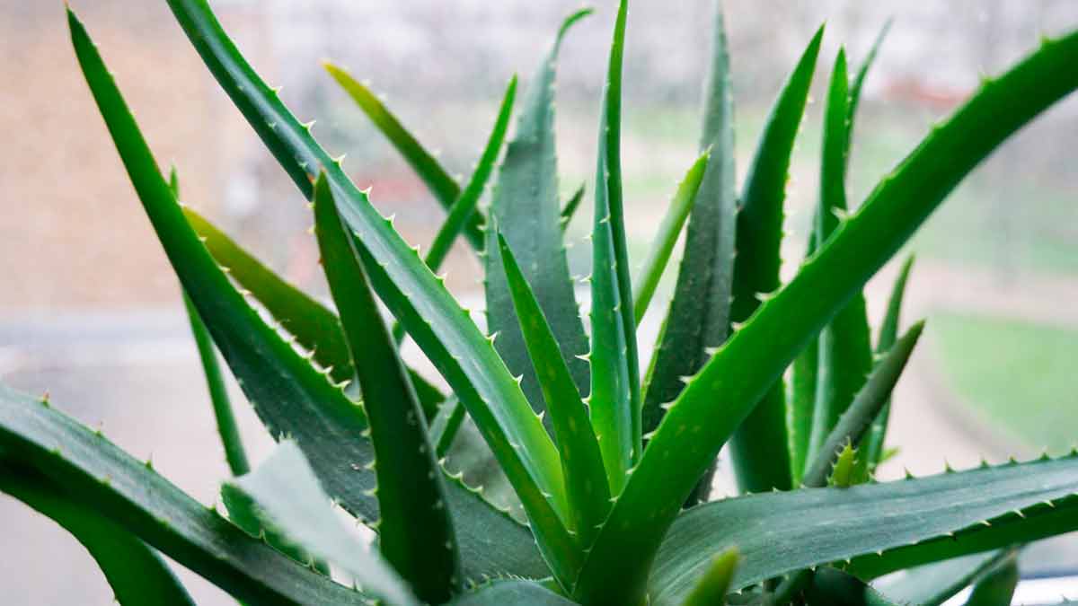 Растения с пользой для здоровья - алоэ