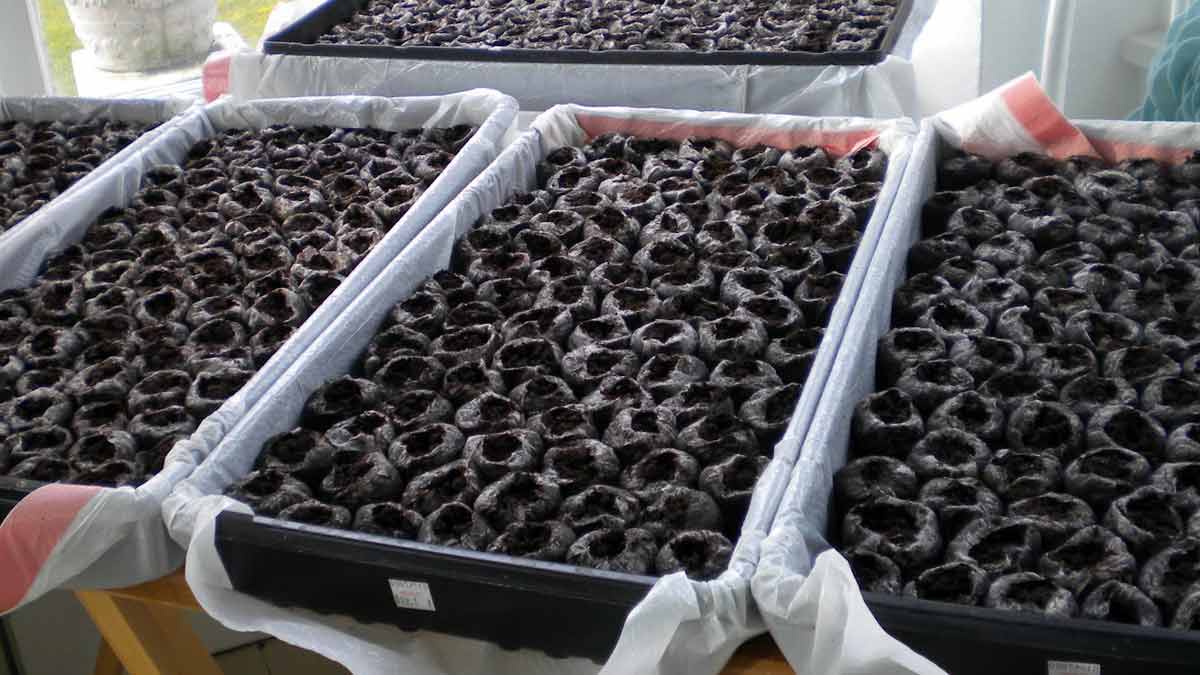 Как вырастить рассаду петунии