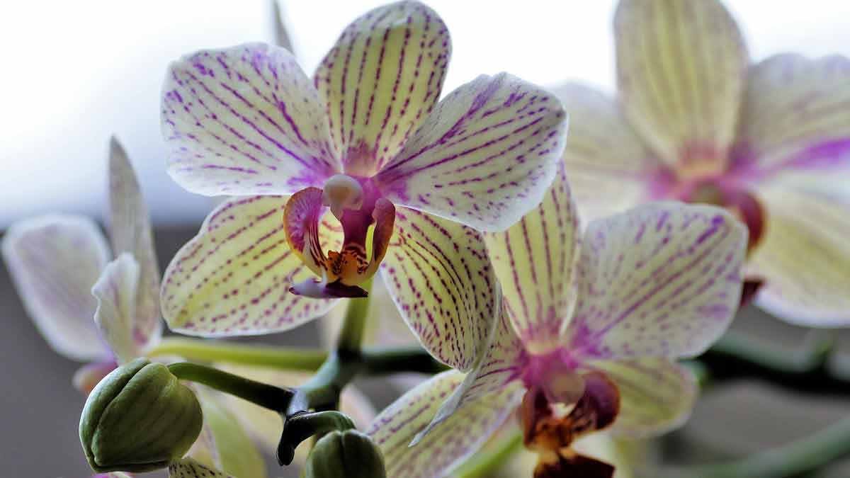 Как вырастить красивые орхидеи