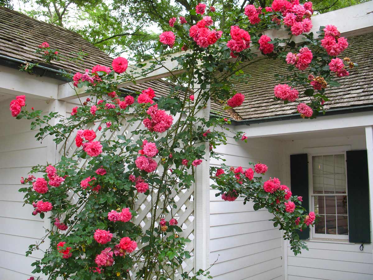 Вьющиеся розы розариум ютерсен (Rosarium Uetersen)
