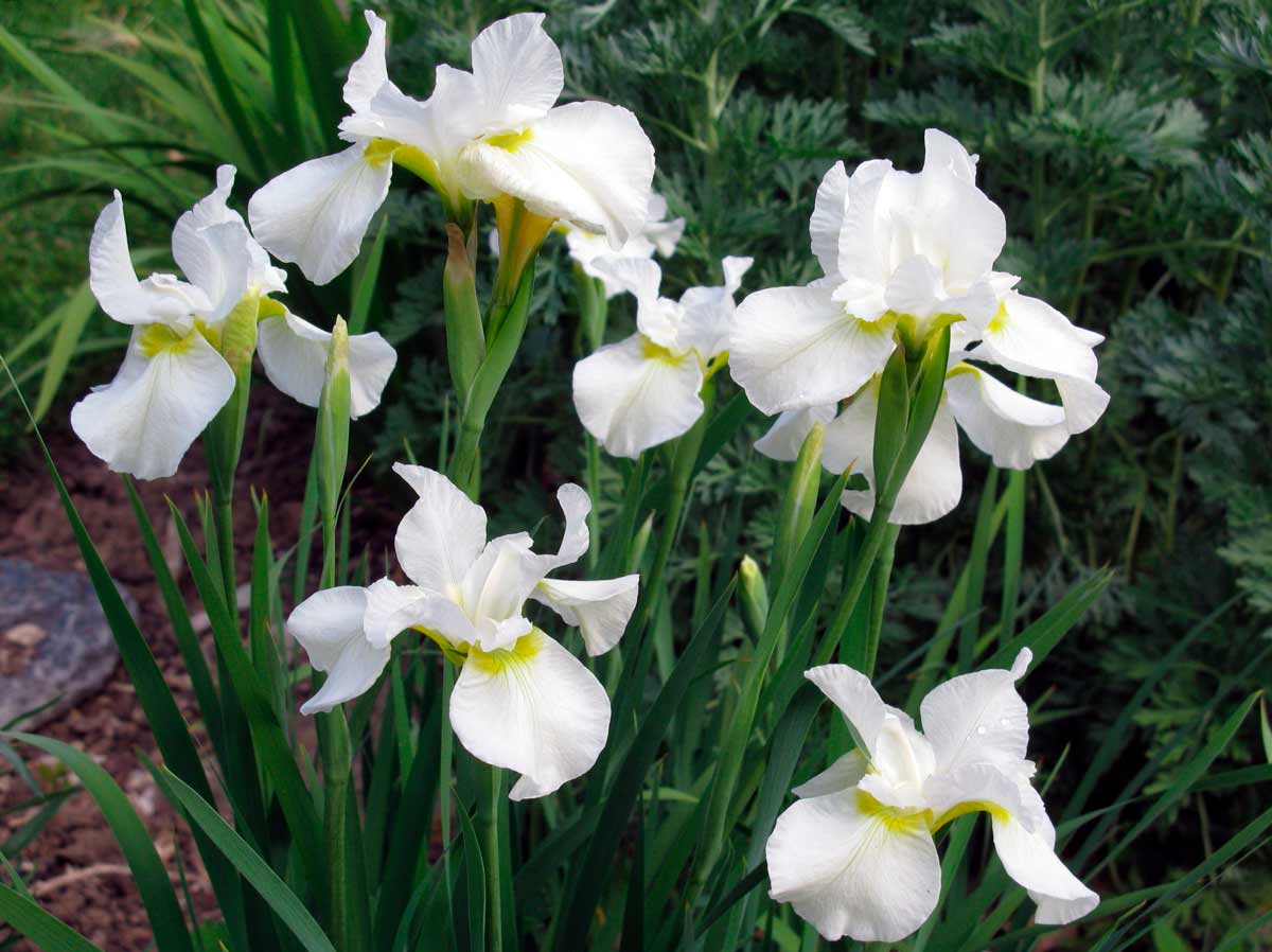 Белые цветы ириса