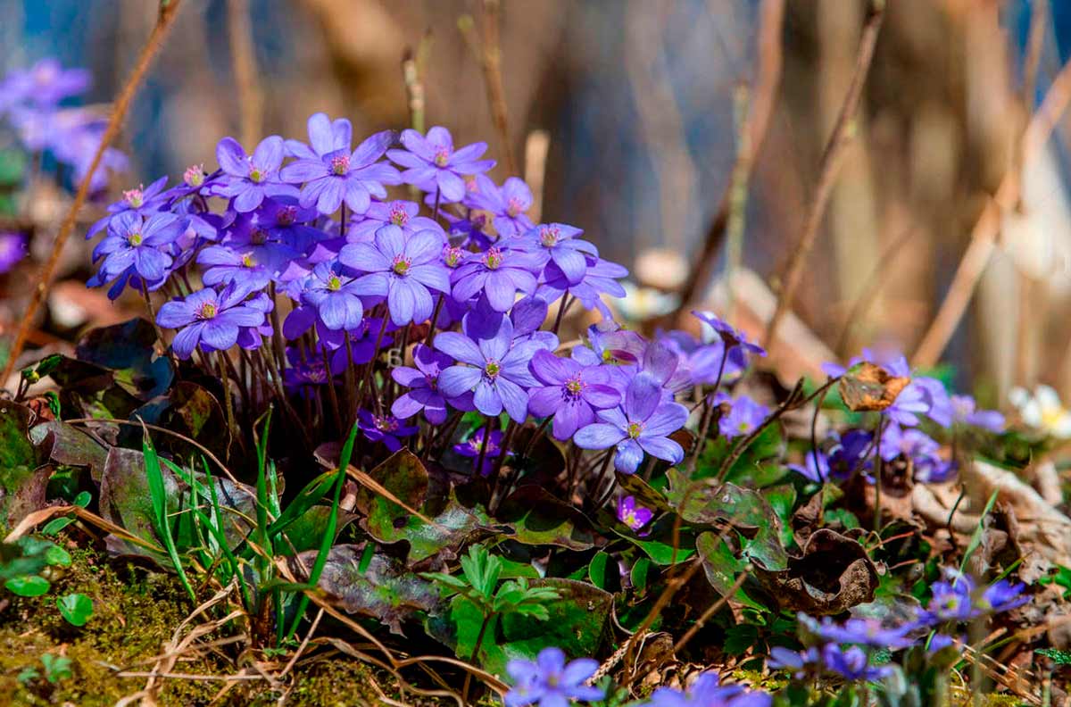 Печеночница - синие цветы