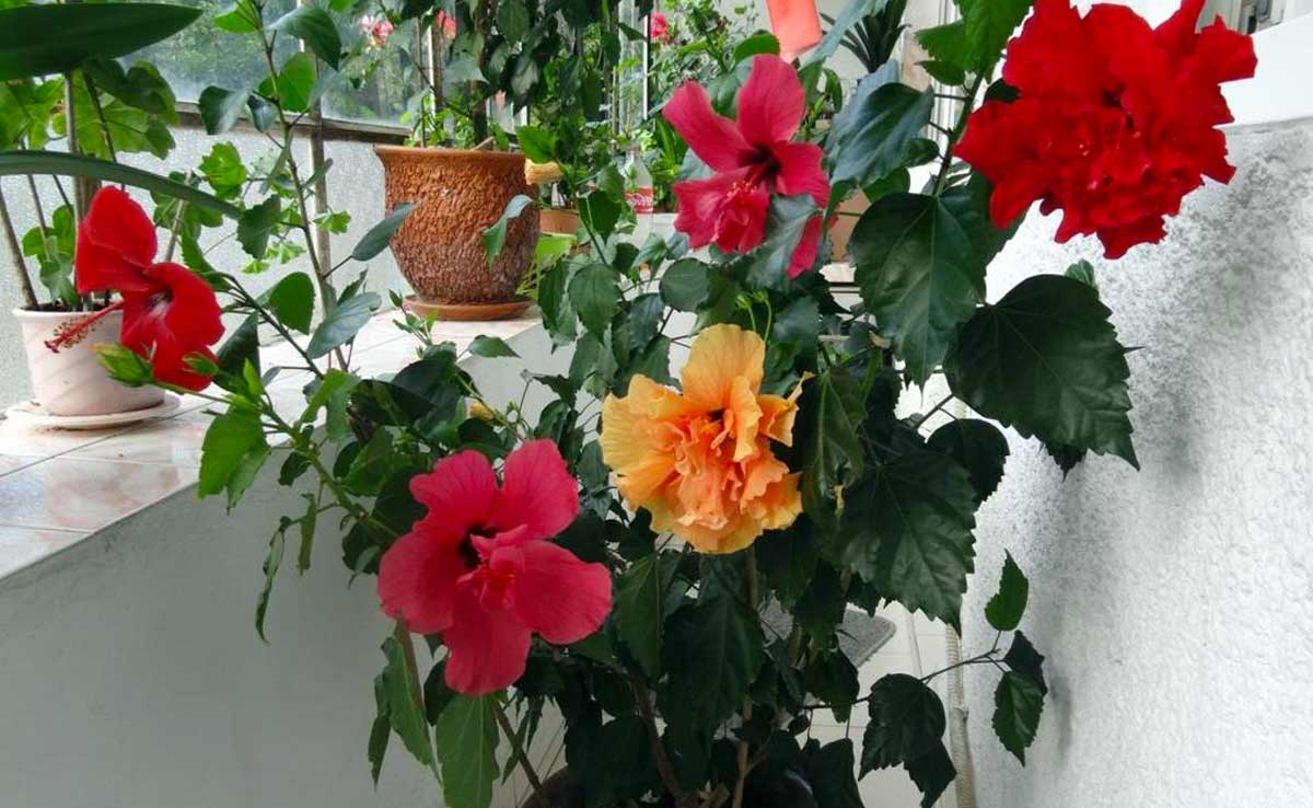Гибискус – китайская роза на балконе